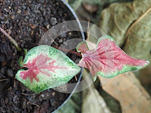 Caladium bicolor or qeen of leaves in pot