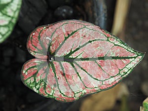 Caladium bicolor or qeen of leaves in pot