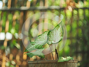 Caladium bicolor or qeen of leaves in pot