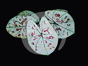 Caladium bicolor or qeen of leaves in pot