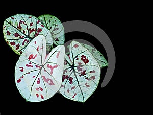 Caladium bicolor or qeen of leaves in pot