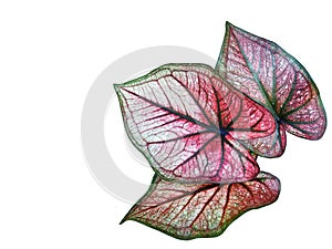 Caladium bicolor or qeen of leaves in pot