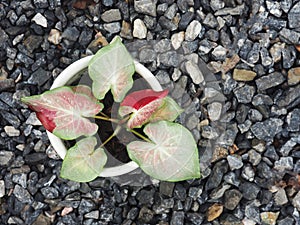Caladium bicolor or qeen of leaves in pot