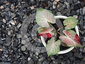 Caladium bicolor or qeen of leaves in pot