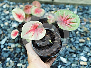 Caladium bicolor or qeen of leaves in pot