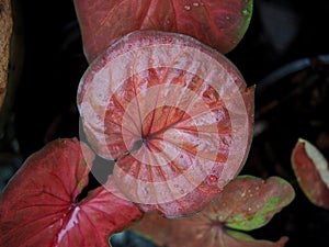 Caladium bicolor or qeen of leaves in pot