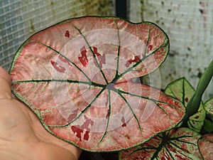 caladium bicolor or qeen of leaves in pot