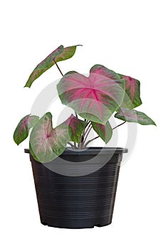 Caladium bicolor is queen of the leafy plants in black plastic pot isolated on white background.
