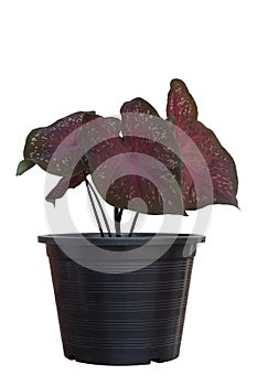 Caladium bicolor is queen of the leafy plants in black plastic pot isolated on white background.