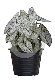 Caladium bicolor is queen of the leafy plants in black plastic pot isolated on white background included clipping path.