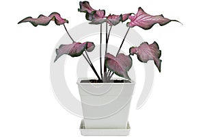 Caladium bicolor is queen of the leafy plants growing in pot isolated on white background.