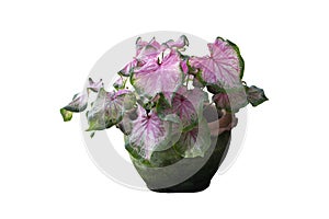 Caladium bicolor is queen of the leafy plants growing in pot isolated on white background.