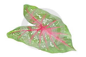Caladium bicolor is queen of the leafy plants isolated on white background.