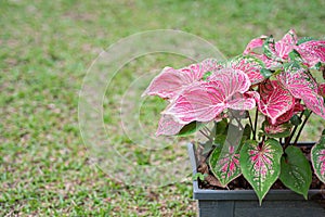 Caladium bicolor or Queen of the leafy plants in a plastic potted placed on the grass in the garden. Heart of Jesus. Selective