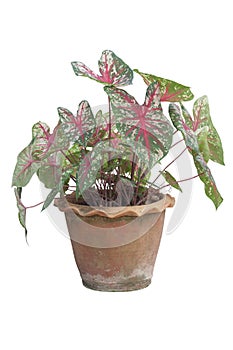 Caladium bicolor is queen of the leafy plants in pot isolated on white background.