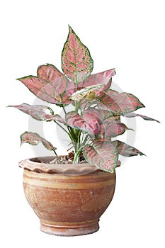 Caladium bicolor is queen of the leafy plants in pot isolated on white background.
