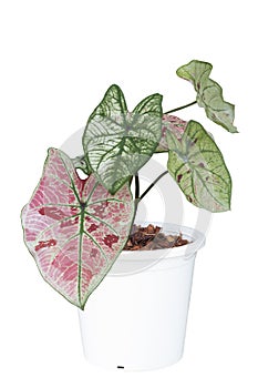 Caladium bicolor is queen of the leafy plants in pot isolated on white background.