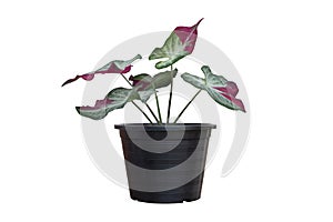 Caladium bicolor is queen of the leafy plants in pot isolated on white background Thai name is Chai Chon.