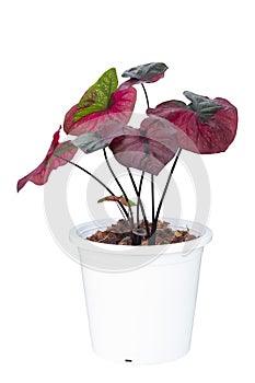 Caladium bicolor is queen of the leafy plants in pot isolated on white background Thai name is Phra Nakhon.