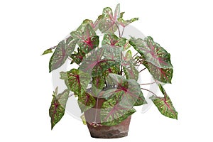 Caladium bicolor is queen of the leafy plants in pot on white background.