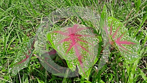 Caladium bicolor is regarded as the Queen of the Leafy Plants.