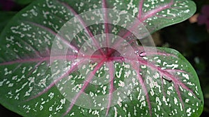 Caladium bicolor tropical decorative pink color plant with heart shape leave