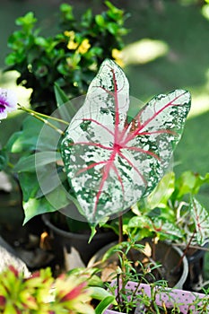 Caladium, Caladium Bicolor Vent or Caladium bicolor