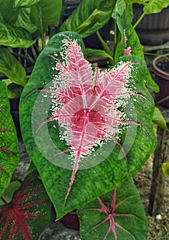 Caladium bicolor vent leaves