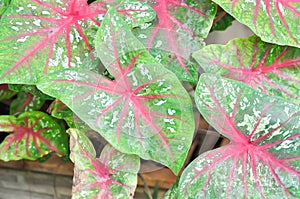 Caladium, Caladium Bicolor Vent or Caladium bicolor