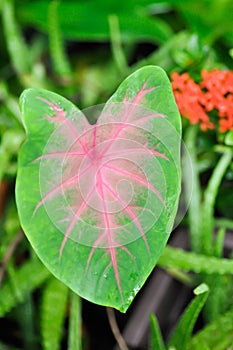 Caladium, Caladium Bicolor Vent or Caladium bicolor