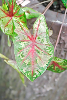Caladium, Caladium Bicolor Vent or Caladium bicolor