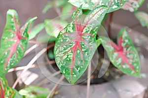 Caladium, Caladium Bicolor Vent or Caladium bicolor