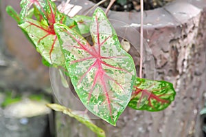 Caladium, Caladium Bicolor Vent or Caladium bicolor