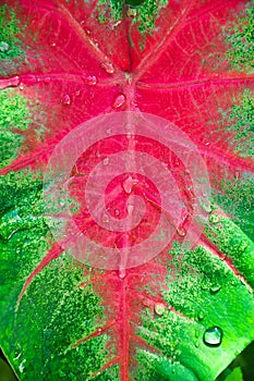 Caladium bicolor with water drop on leaf photo