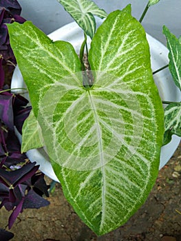 Tropical rainforest plants. caladium bicolor. Caladium Bicolor White Green Color isolated in white pot photo