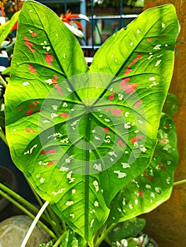 Caladium bicolors under the sunlight