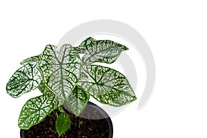 Caladium in black plant pot with white and green leaves