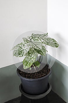 Caladium in black plant pot with white and green leaves