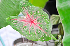 Caladium, Caladium Bicolor Vent or Caladium bicolor