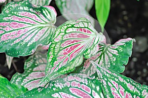 Caladium ,Caladium ThaiBeauty or Dieffenbachia seguine or Caladium bicolor or Araceae or pink leaf