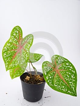 Caladium,elephant ear, colocasia esculenta, bon tree and green leaves heart shape on pot isoleted on white backgroundgreen