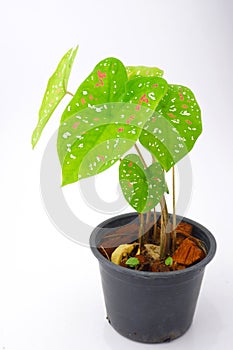 Caladium,elephant ear, colocasia esculenta, bon tree and leaves heart shape on pot isoleted on white backgroundgreen