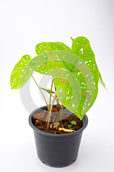 Caladium,elephant ear, colocasia esculenta, bon tree and leaves heart shape on pot isoleted on white backgroundgreen