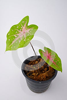 Caladium,elephant ear, colocasia esculenta, bon tree and pink leaves heart shape on pot isoleted on white background