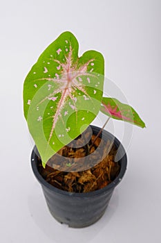 Caladium,elephant ear, colocasia esculenta, bon tree and pink leaves heart shape on pot isoleted on white background