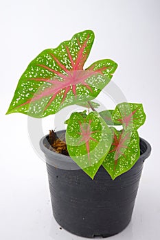 Caladium,elephant ear, colocasia esculenta, bon tree and pink leaves heart shape on pot isoleted on white backgroundgreen