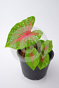 Caladium,elephant ear, colocasia esculenta, bon tree and pink leaves heart shape on pot isoleted on white backgroundgreen