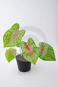 Caladium,elephant ear, colocasia esculenta, bon tree and pink leaves heart shape on pot isoleted on white backgroundgreen