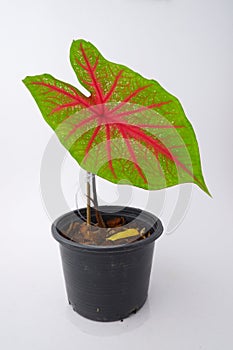 Caladium,elephant ear, colocasia esculenta, bon tree and pink leaves heart shape on pot isoleted on white backgroundgreen