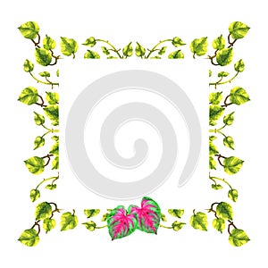 Caladium, epipremnum tropical floral flower leaf template frame watercolor painting illustration design card background wedding